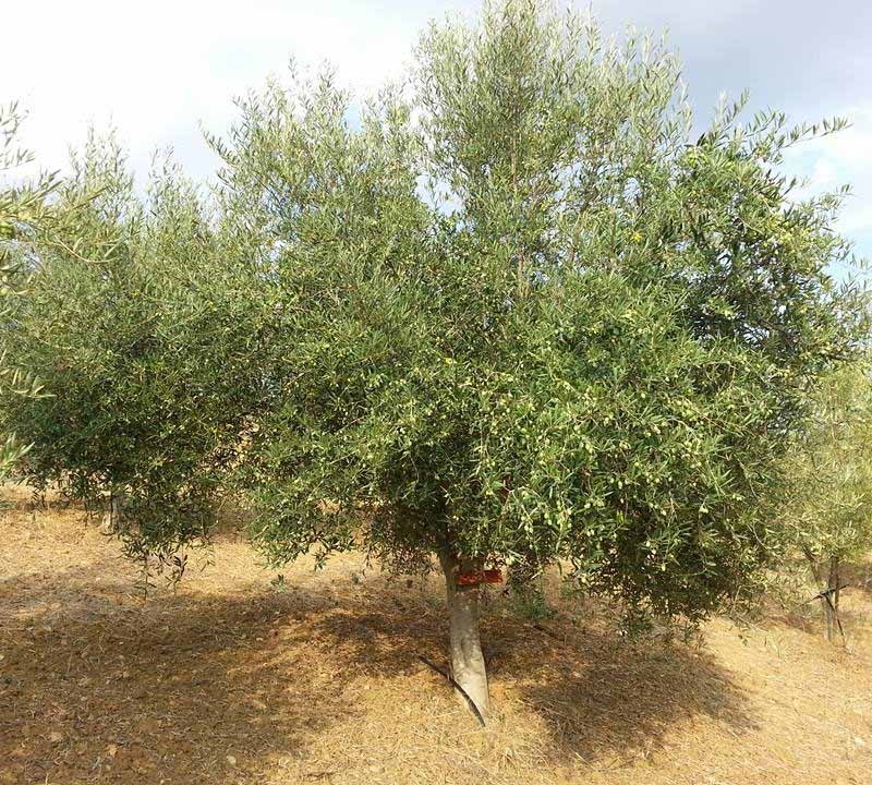 Piano Basic: Adotta Un Albero di Ulivo